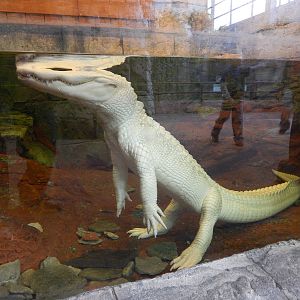 Jan. 2014 - Rainforest - White Alligator - Snowball
