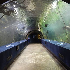 Jan. 2014 - Amazon Flooded Forest Tunnel (12 species)