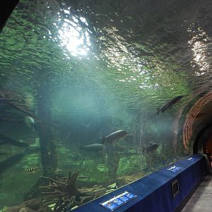 Jan. 2014 - Amazon Flooded Forest Tunnel (12 species)