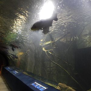 Jan. 2014 - Amazon Flooded Forest Tunnel (12 species)