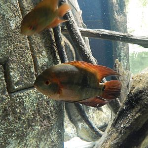 Jan. 2014 - Amazon Flooded Forest - Chocolate Cichlid
