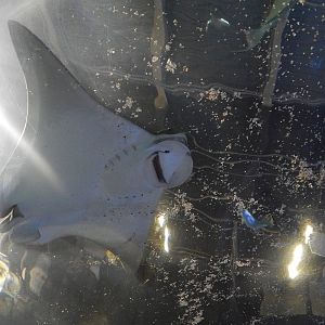 Jan. 2014 - Coral Reef Tunnel - Cownose Ray