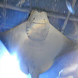 Jan. 2014 - Coral Reef Tunnel - Cownose Ray