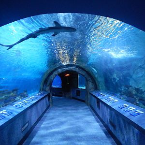 Jan. 2014 - Surrounded by Sharks - First Tunnel (23+ species)