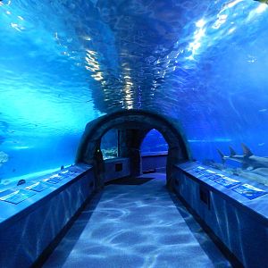 Jan. 2014 - Surrounded by Sharks - Second Tunnel (23+ species)