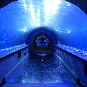 Jan. 2014 - Surrounded by Sharks - Third Tunnel (23+ species)