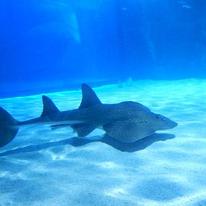 Jan. 2014 - Surrounded by Sharks - Shark Ray