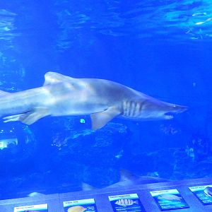 Jan. 2014 - Surrounded by Sharks - Sand Tiger Shark