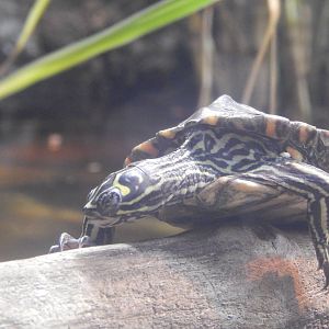 Jan. 2014 - World Rivers - Ringed-map Turtle