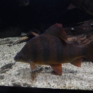 Jan. 2014 - World Rivers - Sixbar Distichodus