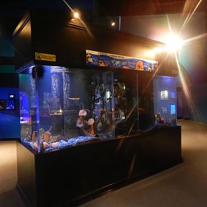 Jan. 2014 - Bizarre and Beautiful Exhibit (4 Species)