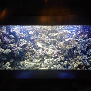 Jan. 2014 - Bizarre and Beautiful - Live Coral Reef