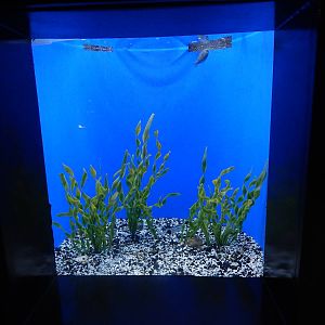 Jan. 2014 - Bizarre and Beautiful - Southern Flounder + Tonguefish Exhibit