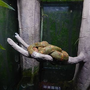 Jan. 2014 - Bizarre and Beautiful Exhibit - Eyelash Viper