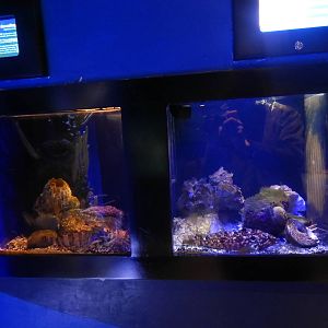 Jan. 2014 - Bizarre and Beautiful Exhibits (6/4 Species)