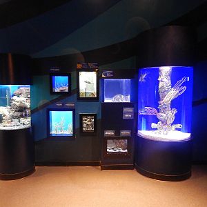 Jan. 2014 - Bizarre and Beautiful Exhibits (8 Tanks, 14 Species)