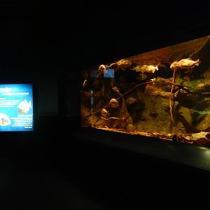 Jan. 2014 - Dangerous and Deadly - Red Piranha Exhibit