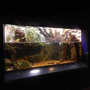 Jan. 2014 - Gator Alley - Alligator Snapping Turtle Exhibit