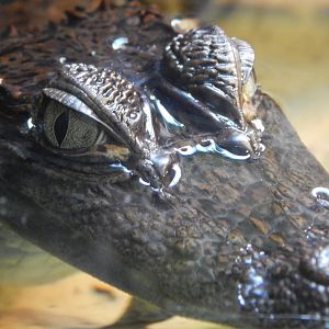 Jan. 2014 - Gator Alley - Spectacled Caiman