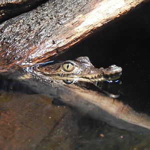 Jan. 2014 - Gator Alley - Morelet's Crocodile