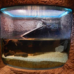 Jan. 2014 - Gator Alley - Morelet's Crocodile Exhibit