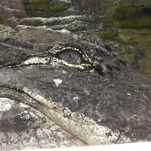 Jan. 2014 - Gator Alley - Mighty Mike