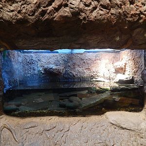 Jan. 2014 - Gator Alley - West African Dwarf Crocodile Exhibit