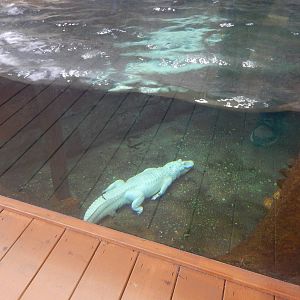 Jan. 2014 - Rainforest - White Alligator - Snowflake