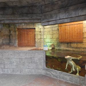 Jan. 2014 - Rainforest - White Alligator Exhibit - Home to Snowball