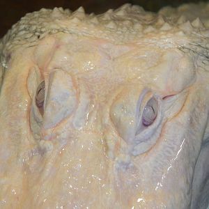 Jan. 2014 - Rainforest - White Alligator - Snowball