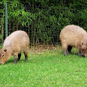 Capybara