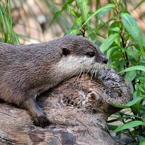 Oriental Short-clawed Otter
