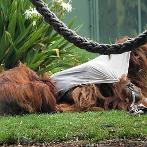 Karta and Kluet playing together