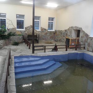 Pygmy hippo exhibit