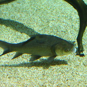 Fish Files: Indian Carp