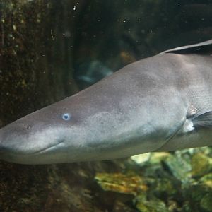 Fish Files: Aba Knifefish