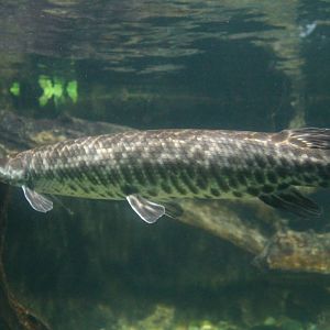 Fish Files: Spotted Gar