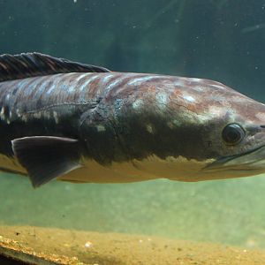 Fish Files: Giant Snakehead