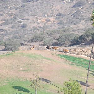 2014-01-09 - Banteng