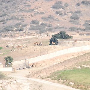 2014-01-09 Asian Plains - Nilgai