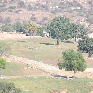 2014-01-09 Asian Plains - Barashinga & Blackbuck
