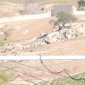 2014-01-09 Mouflon? & Hog deer