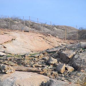 2014-01-09 Mountain Habitat Desert Bighorn