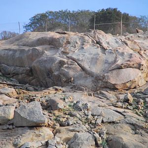 2014-01-09 Mountain Habitat Bighorn & Nubian Ibex