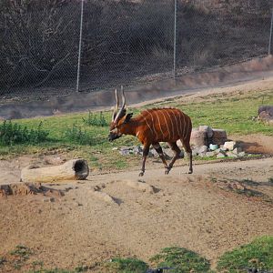 2014-01-09 Bongo & Red Lechwe