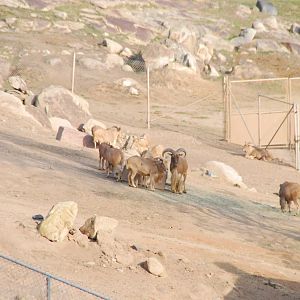 2014-01-09 Auodad or Barbary Sheep