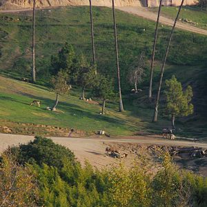 2014-01-09 Pere Davids Deer