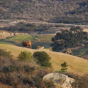 2014-01-09 Bactrian Camel and Przewalksi Horse