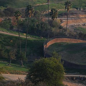 2014-01-09 Pere Davids Deer + Others