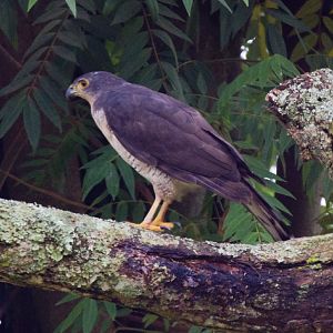 African Goshawk